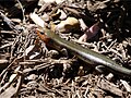 Broad-headed Skink