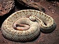 Aruba Island Rattlesnake