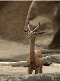 Giraffe-necked Antelope